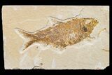 Fossil Fish (Knightia) - Wyoming #159545-1